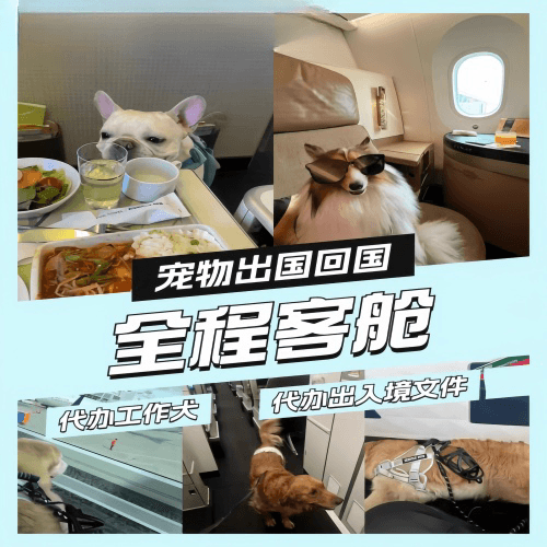 石嘴山市宠物托运到白俄罗斯宠物入境规定和要求