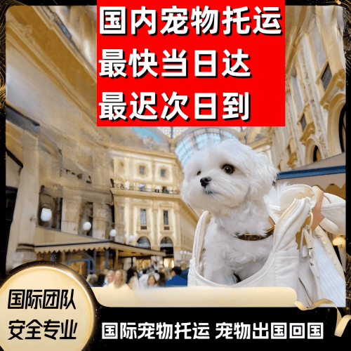 石嘴山市到澳大利亚（澳洲）宠物入境规定和要求