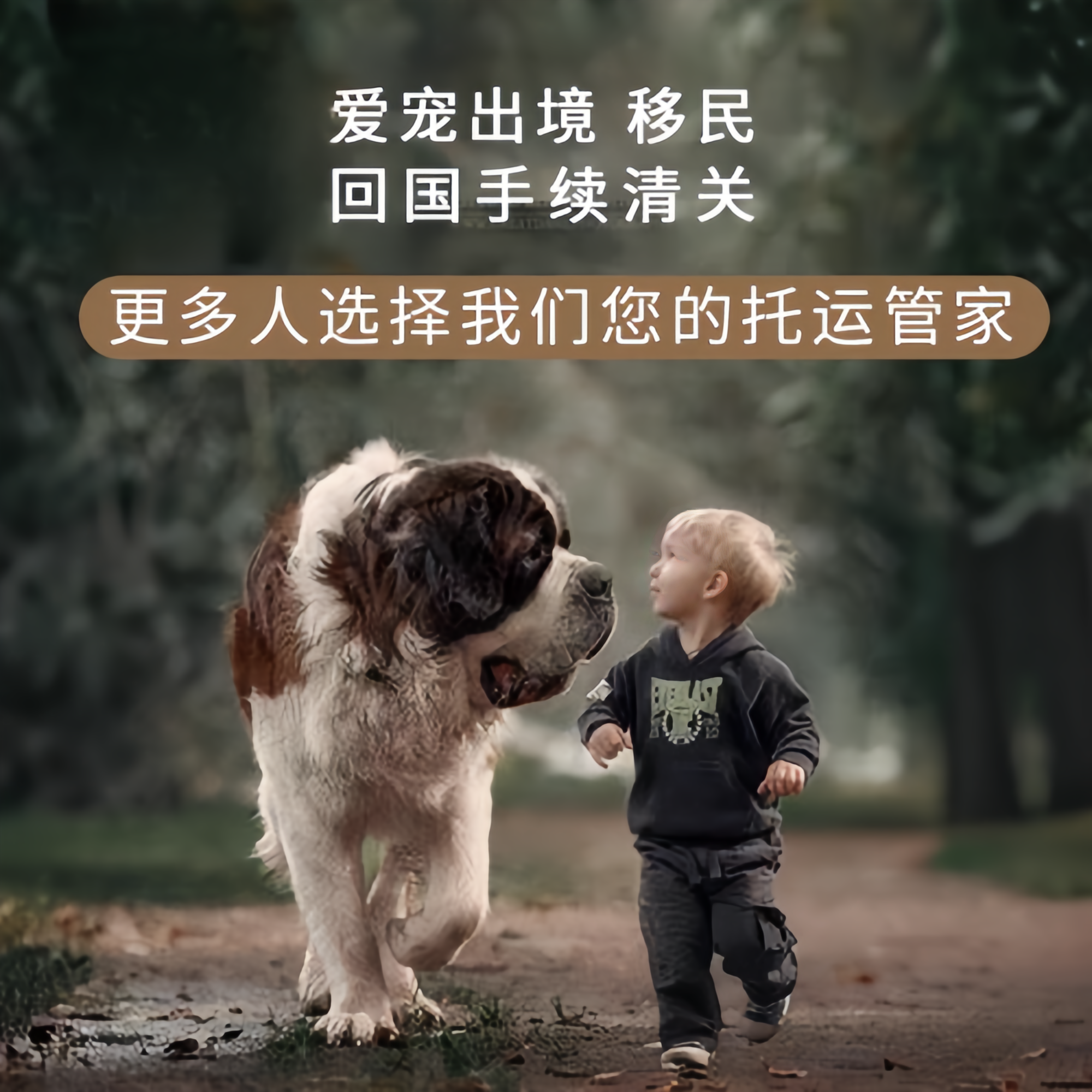 满财石嘴山市宠物全球达宠物托运在遵守入境目的地政策的条件